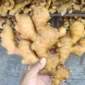 Export Bulk Wholesale Fresh Young Ginger Root